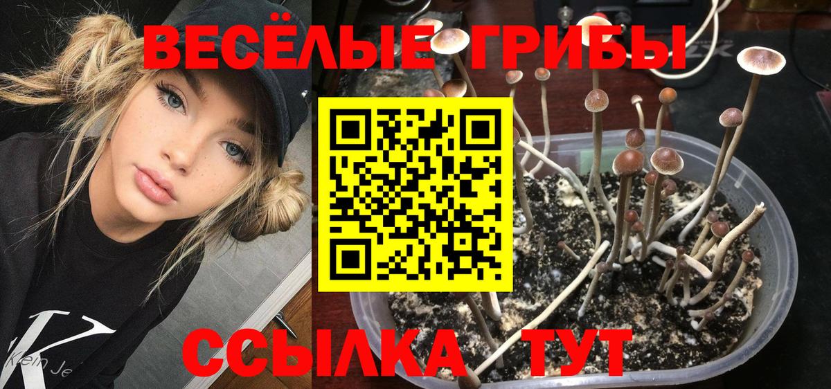 где купить наркотик  Псилоцибиновые грибы мицелий  Тула  Вход с VPN  Галлюциногенные грибы ЛСД 